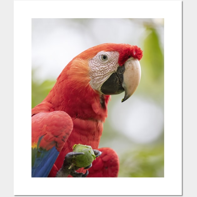 Scarlet Macaw Wall Art by Jim Cumming